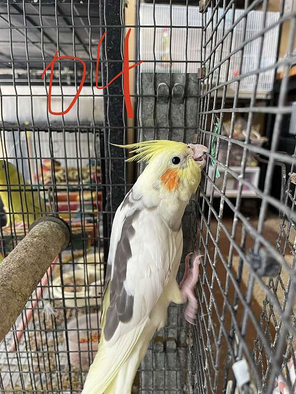young-bird-for-sale-in-watauga-tx