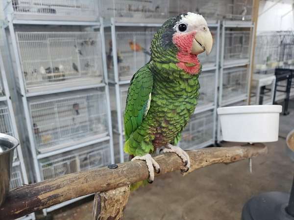 cuban-amazon-parrot-for-sale-in-lake-worth-fl