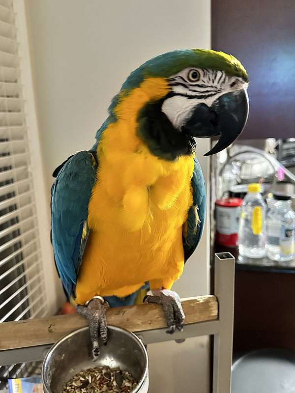 macaw-blue-gold-macaw-for-sale-in-lawrenceville-ga