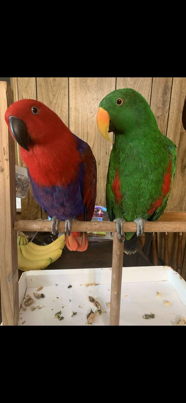 bonded-pair-bird-for-sale-in-louisiana