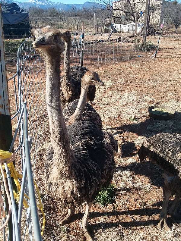 ostrich-for-sale-in-sierra-vista-az