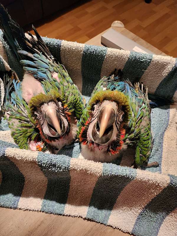 hybrid-macaw-for-sale-in-illinois