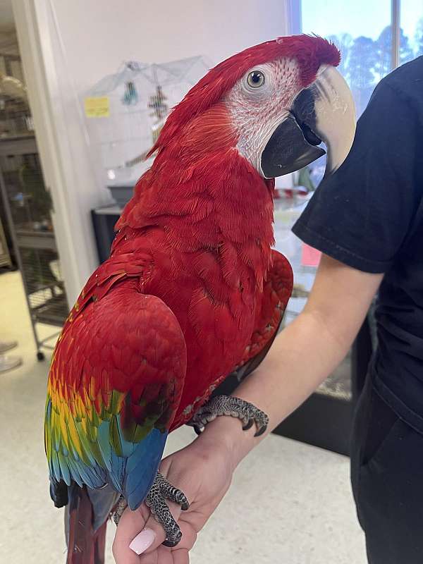 hybrid-macaw-for-sale-in-norcross-ga