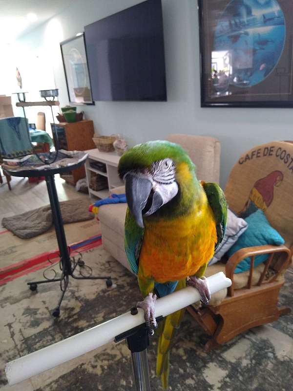 hybrid-macaw-for-sale