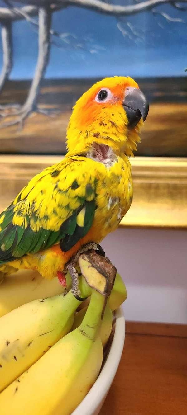 conure-sun-conure-for-sale-in-stroudsburg-pa