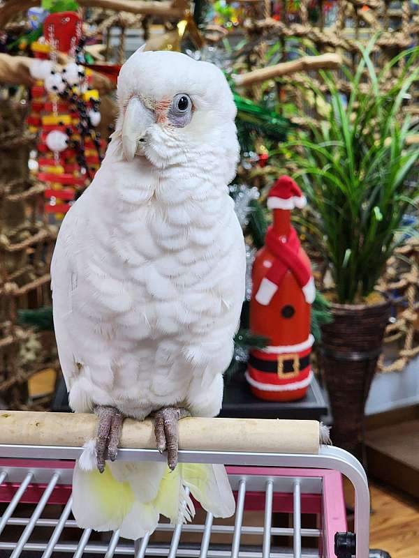 cockatoo-for-sale-in-stroudsburg-pa