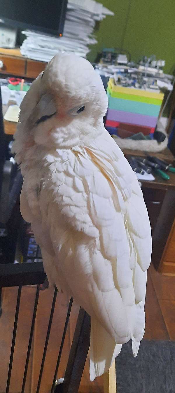 goffin-cockatoo-for-sale-in-loudon-nh