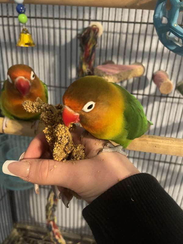 fischers-lovebird-for-sale