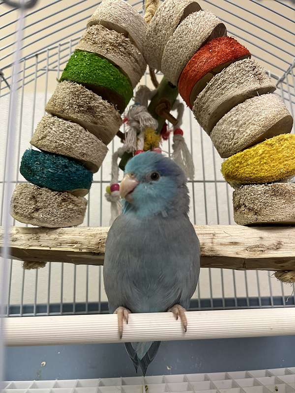 pacific-parrotlet-for-sale-in-norcross-ga