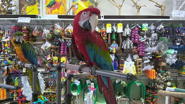 fancy-pet-macaw-green-wing-macaw-for-sale
