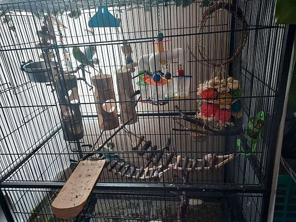 parakeet-for-sale-in-wylie-tx