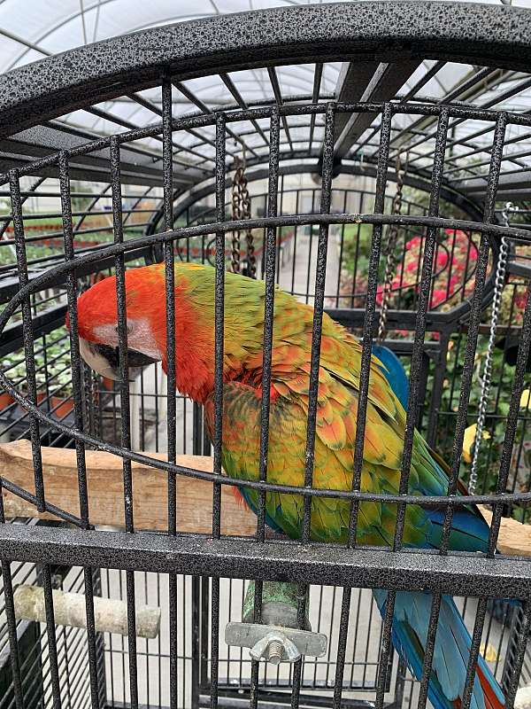 handfed-playful-macaw-for-sale