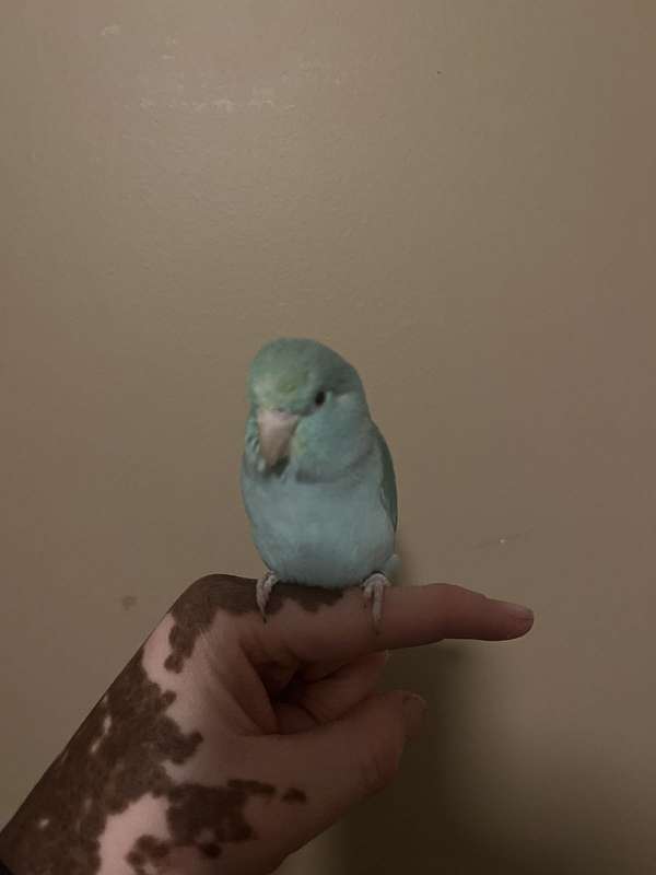 parrotlet-for-sale-in-jackson-tn