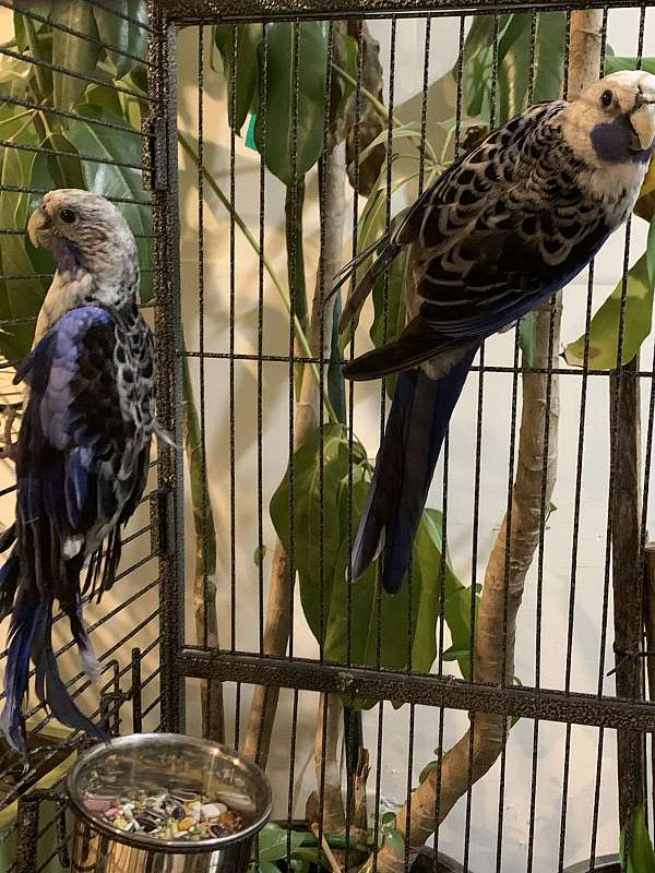 male-parakeet-rosella-parakeet-for-sale