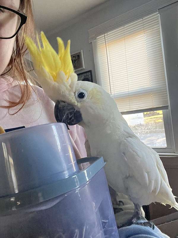 sulpher-crested-cockatoo-for-sale-in-new-jersey