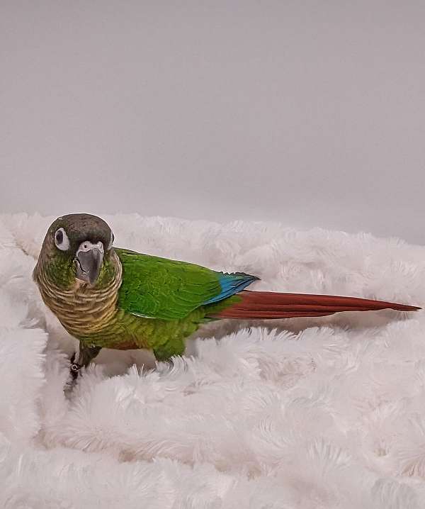 green-cheek-conure-for-sale