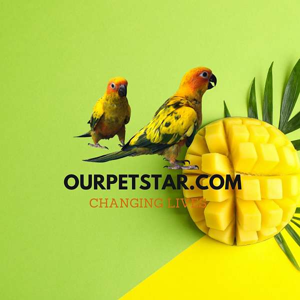 grey-yellow-conure-for-sale
