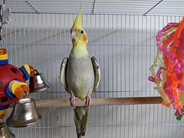 singing-bird-for-sale-in-washington