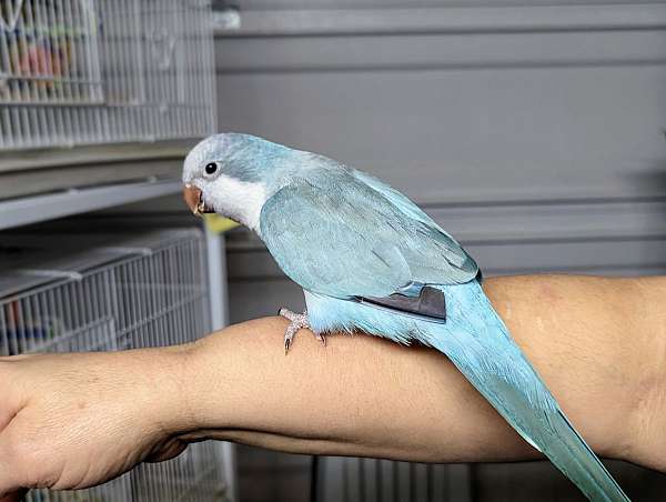 black-blue-quaker-parrots-for-sale