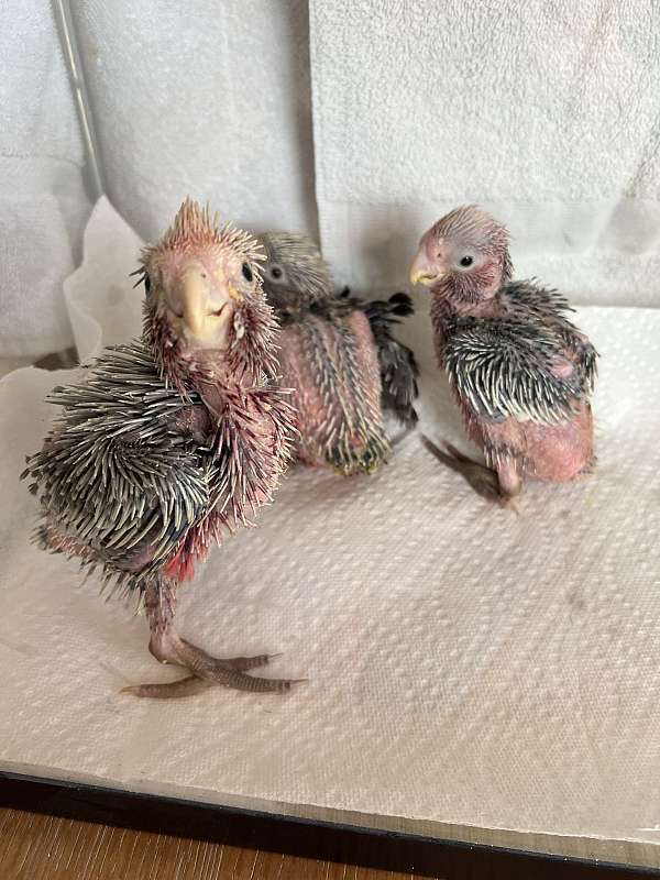 cockatoo-rose-breasted-cockatoo-for-sale-in-poquoson-va
