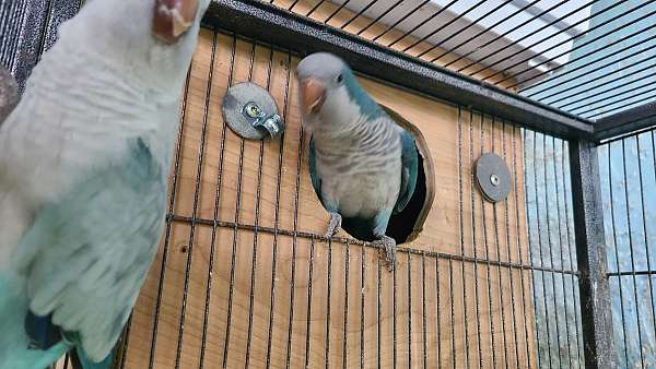 bonded-pair-bird-for-sale-in-palm-bay-fl