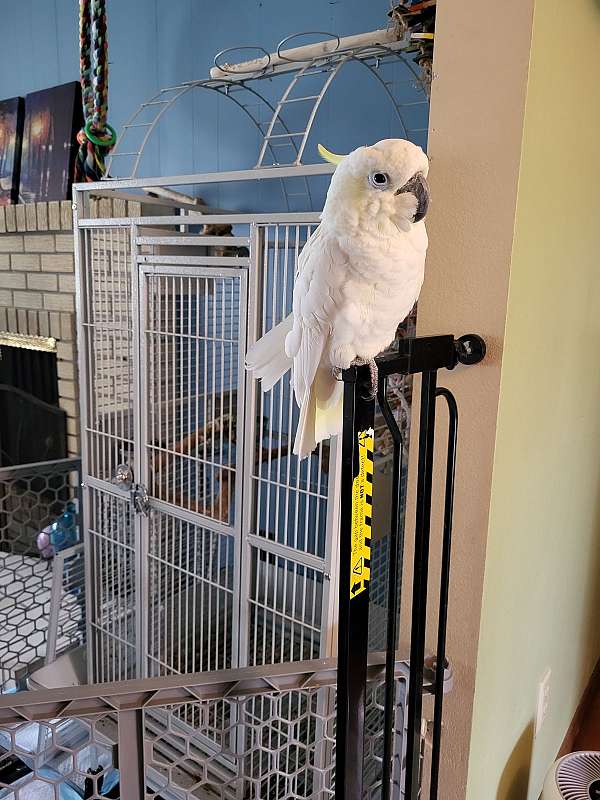 sulpher-crested-cockatoo-for-sale-in-portland-or