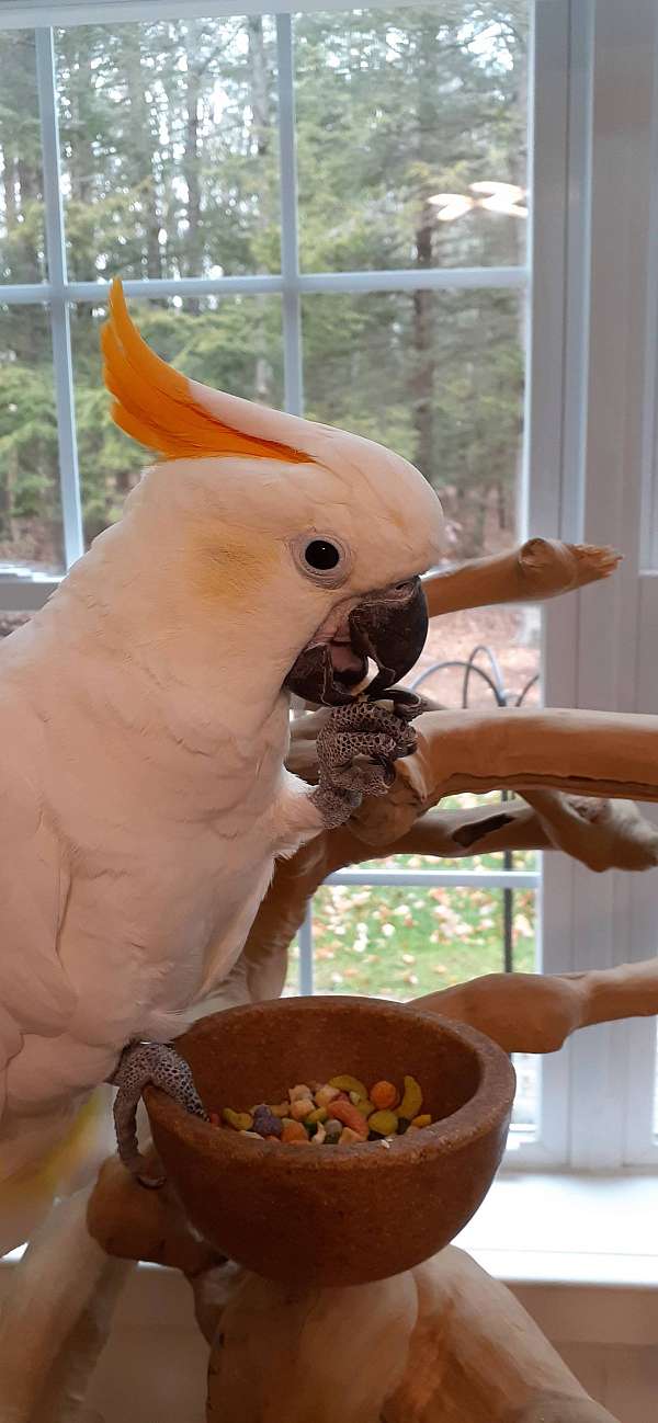 citron-crested-cockatoo-for-sale-in-new-hampshire