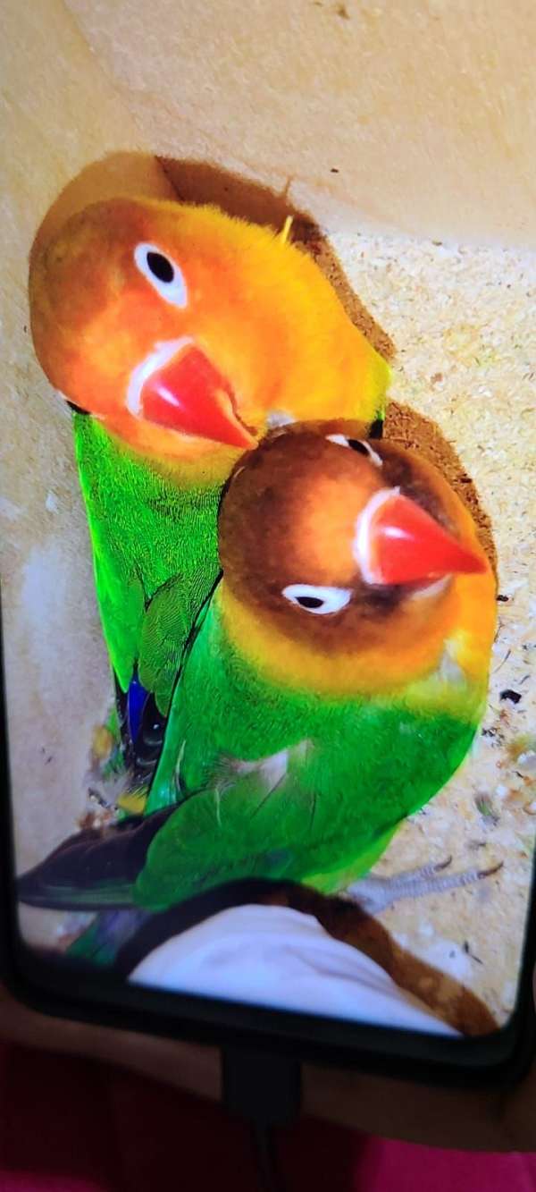 singing-bird-for-sale-in-massachusetts