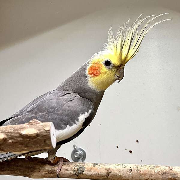 adult-bird