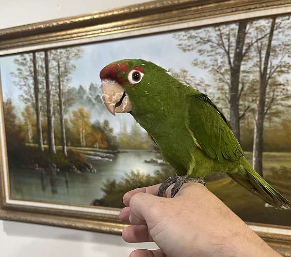 pet-tame-conure-mitred-conure-for-sale