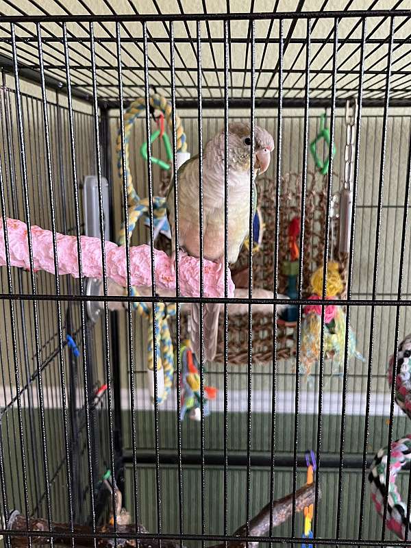 pineapple-conure-for-sale