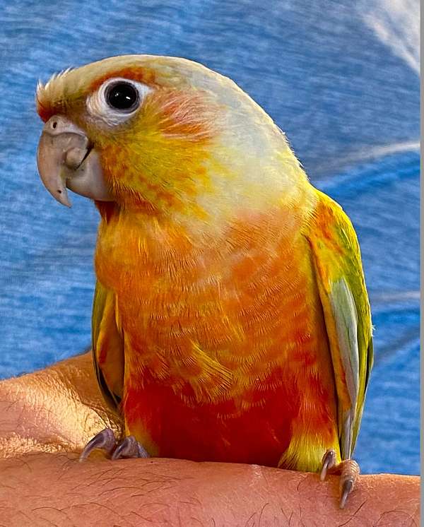 bird-parrot-for-sale-in-killeen-tx