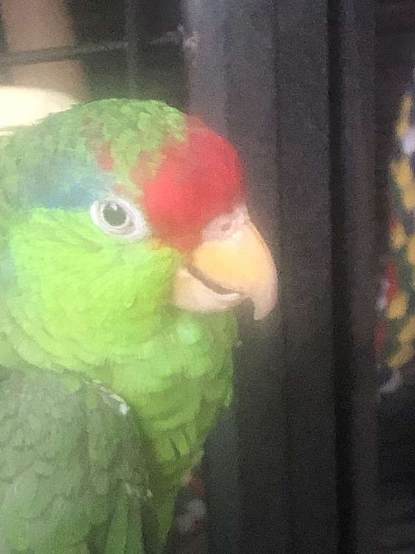 red-head-amazon-parrot-for-sale-in-murrieta-ca