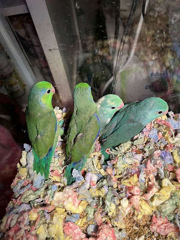 Curated visual reference: Fresh Look at Parrotlets