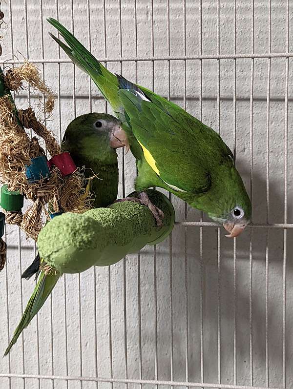 mixed-canary-parakeet-for-sale