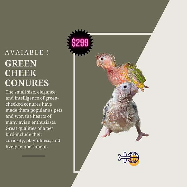 green-cheek-conure-for-sale