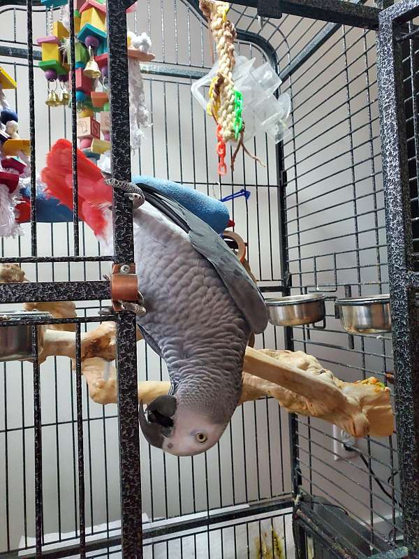 companion-bird-for-sale-in-raleigh-nc
