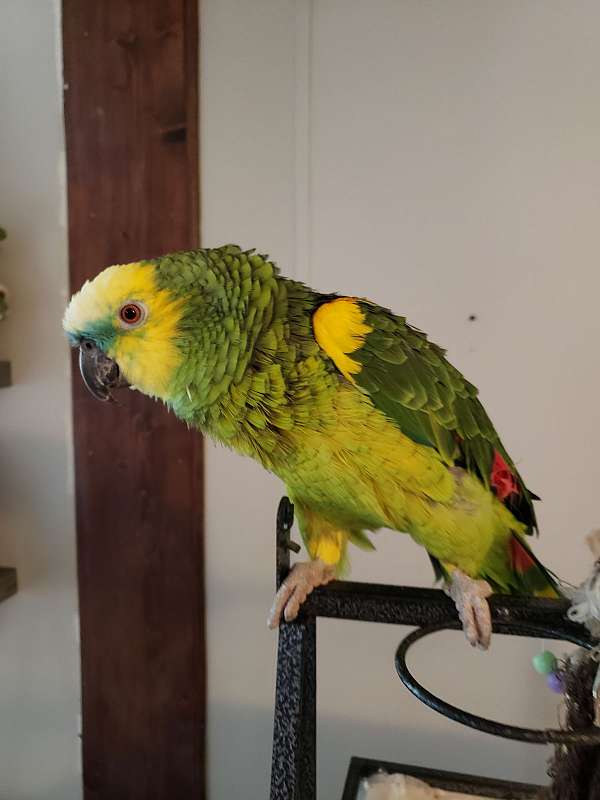 amazon-parrot-for-sale-in-havelock-nc
