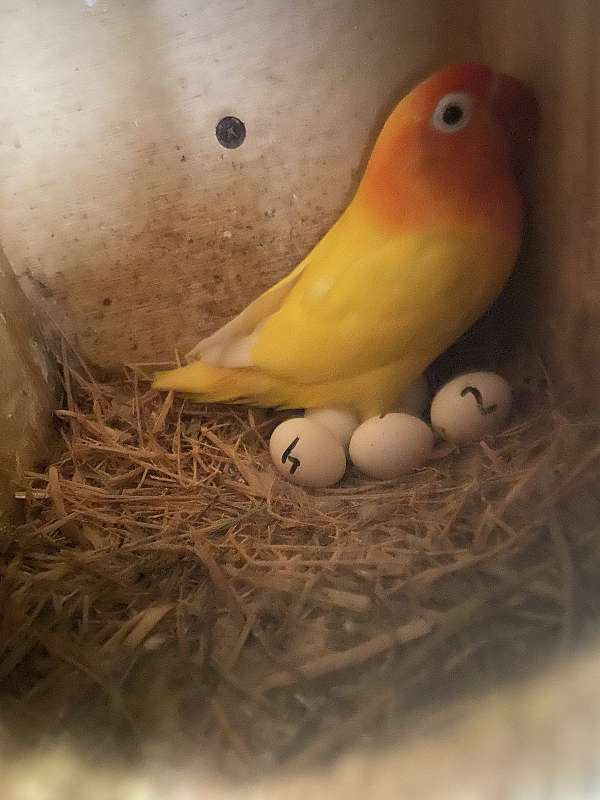 bird-parrot-eggs-in-silver-spring-md