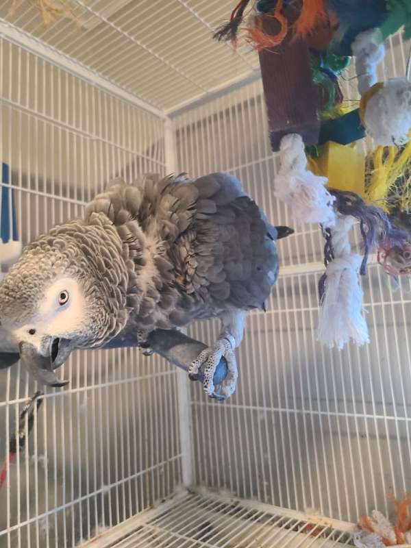 african-grey-parrot-for-sale-in-hope-ri