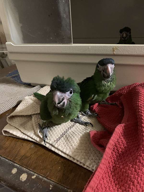 bird-parrot-adoption-in-merced-ca
