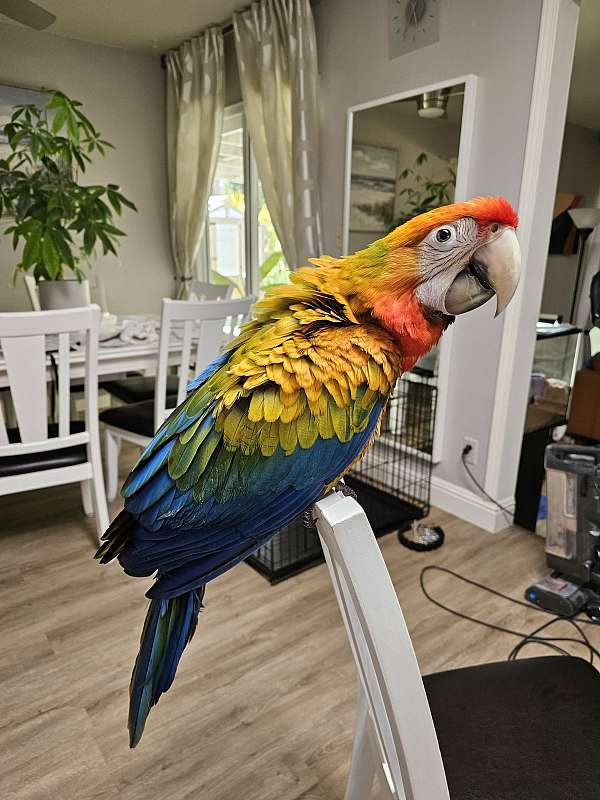 hybrid-macaw-for-sale-in-fairfield-ca