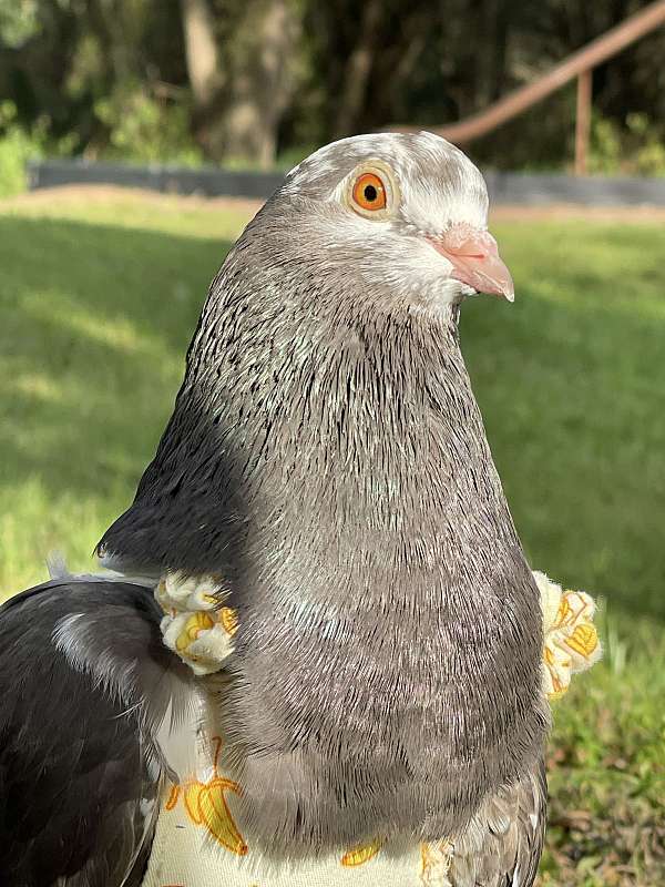 pigeon-homing-pigeon-for-sale-in-florida