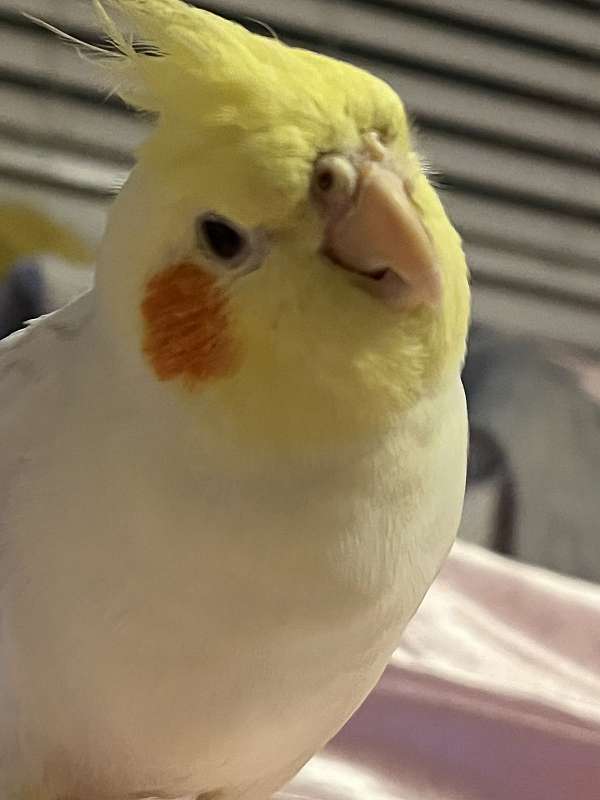 cockatiel-for-sale-in-roselle-il