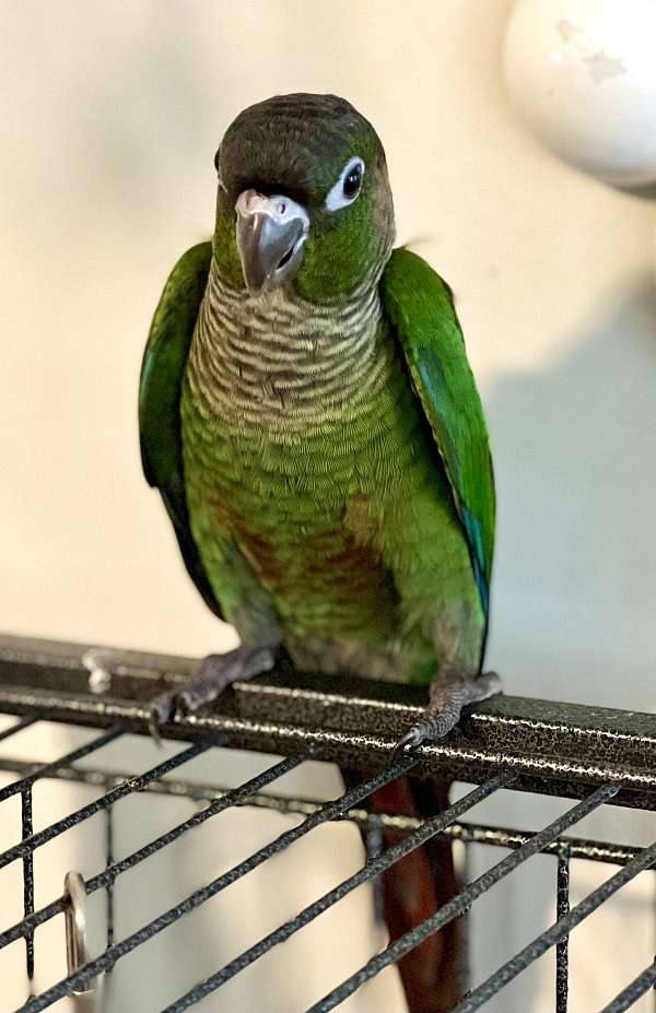 green-cheek-conure-for-sale-in-jacksonville-nc