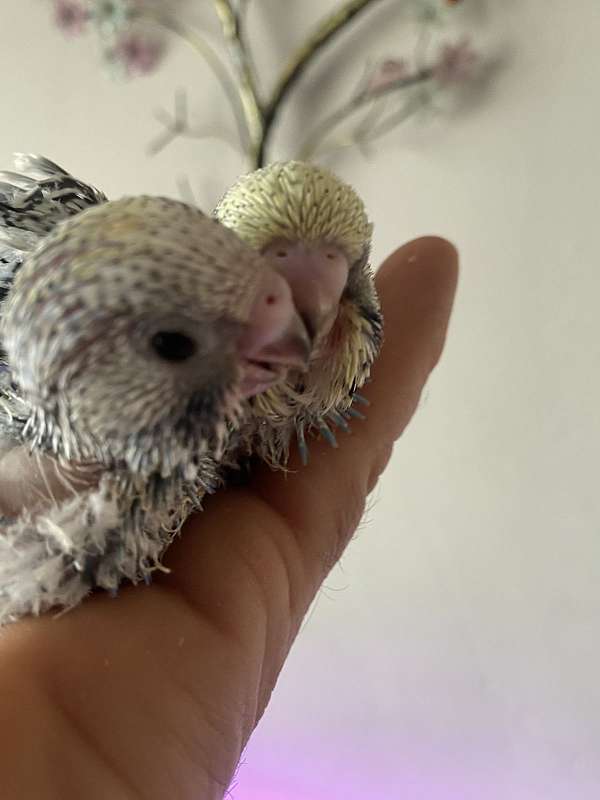 budgerigar-parakeet-for-sale-in-fitchburg-ma