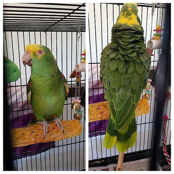 amazon-parrot-for-sale-in-montgomery-il