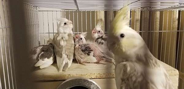 cockatiel-for-sale-in-flushing-ny