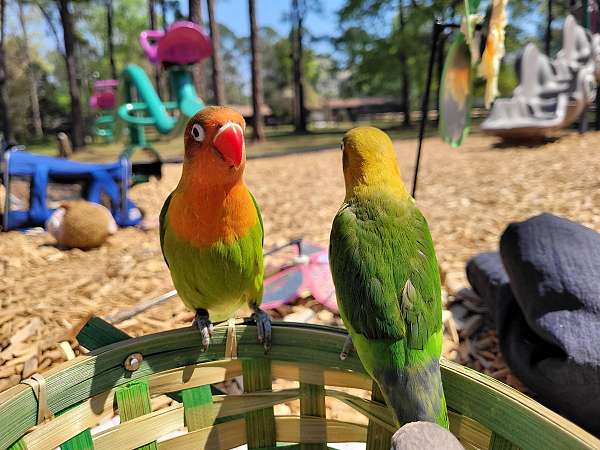tame-bird-for-sale-in-tallahassee-fl