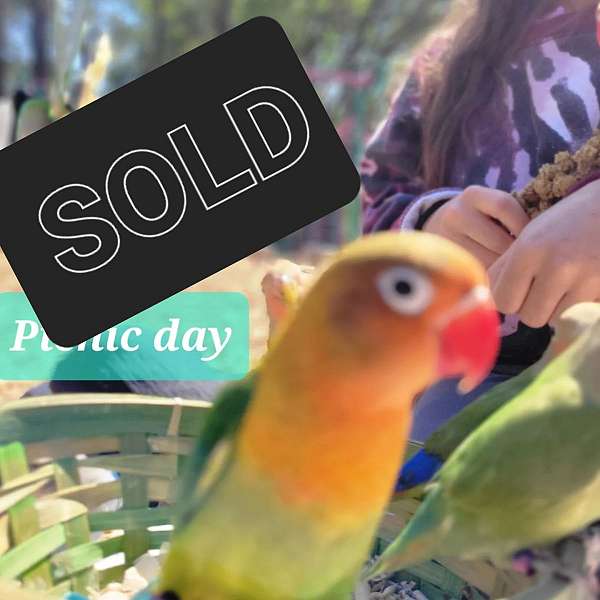 green-bird-for-sale-in-tallahassee-fl